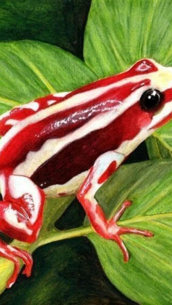 Лягушка древолаз квакша фиолетовая