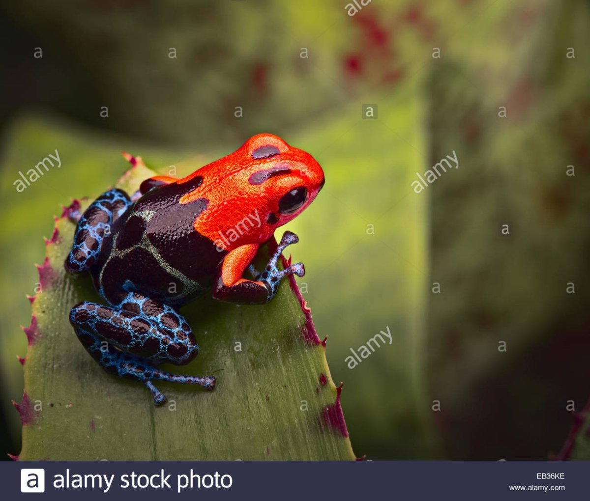 Лягушка древолаз квакша