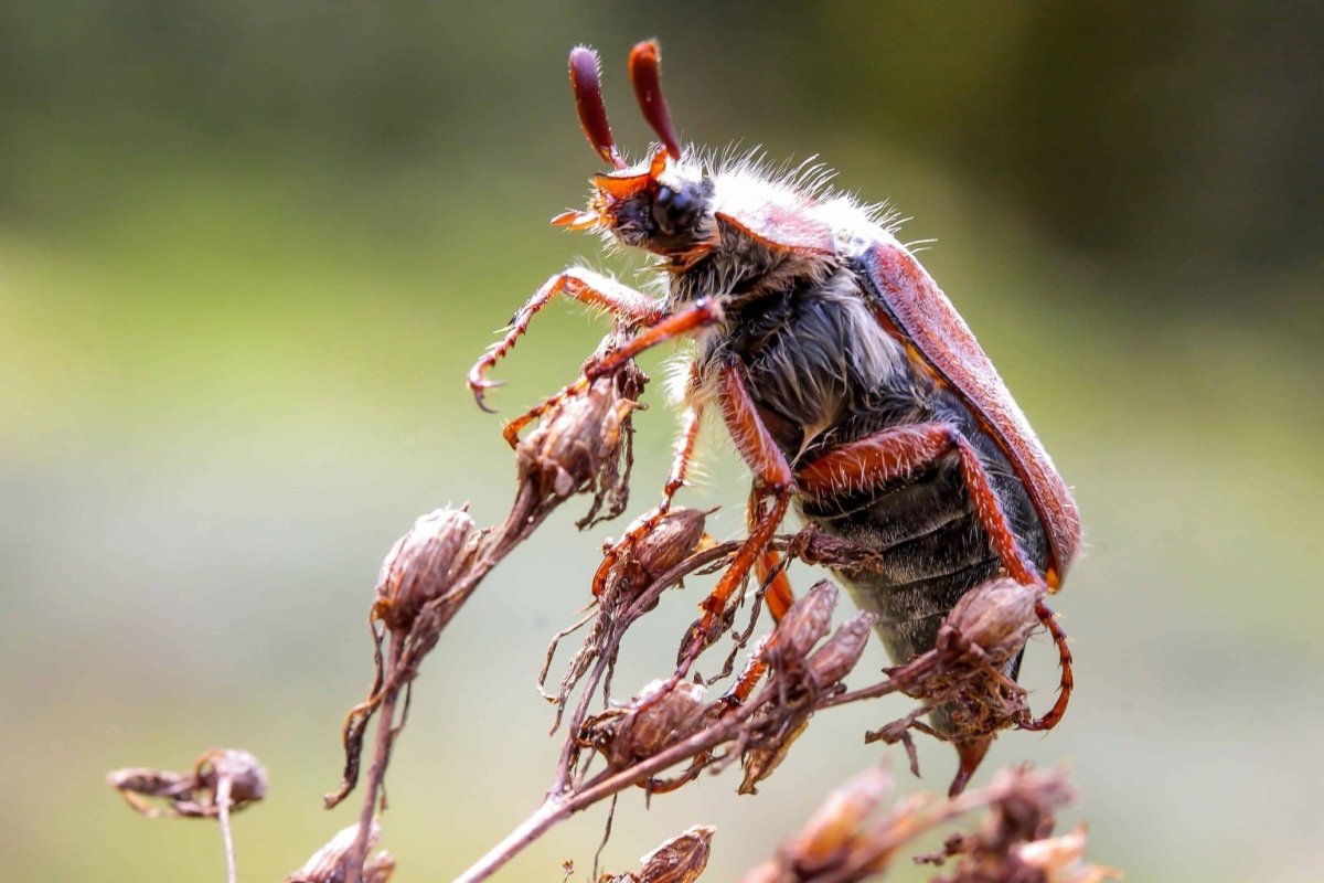 Шаранка Майский Жук