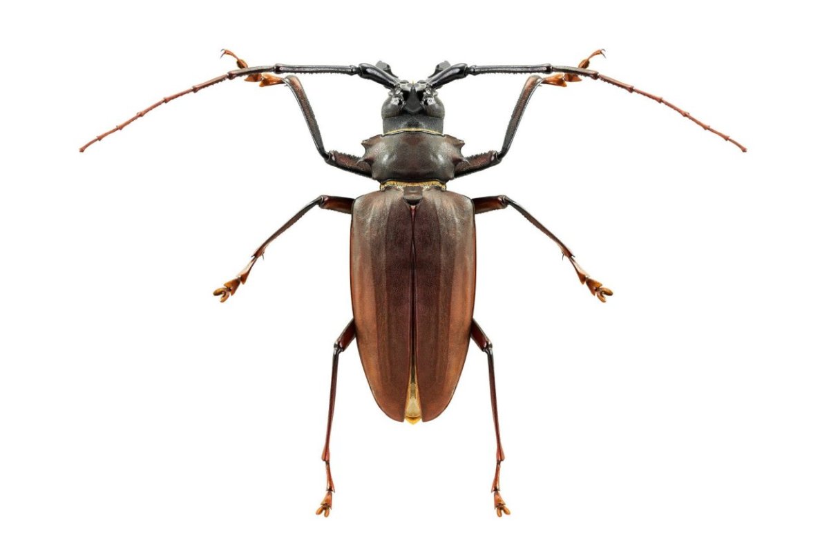 Жук усач на белом фоне