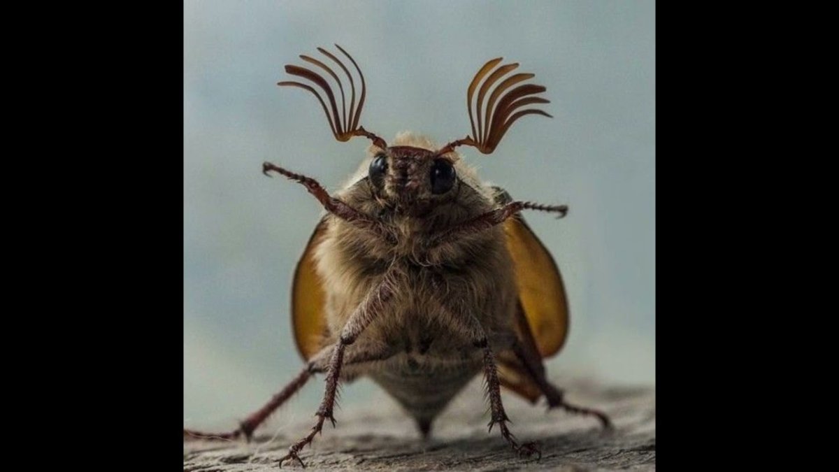 Майский Жук