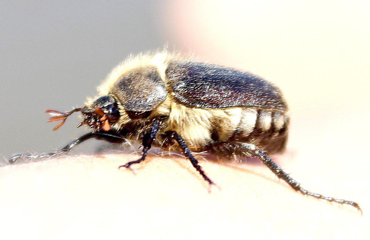 Оленка мохнатая Жук