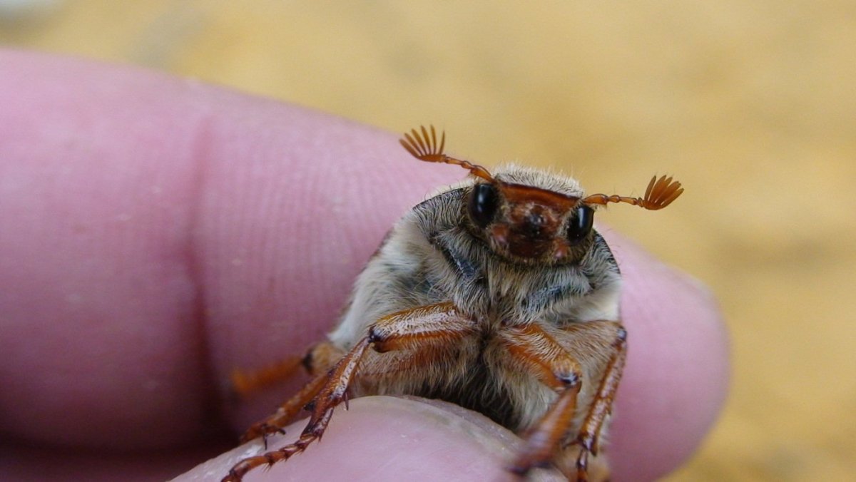 Майские жуки в пуховиках