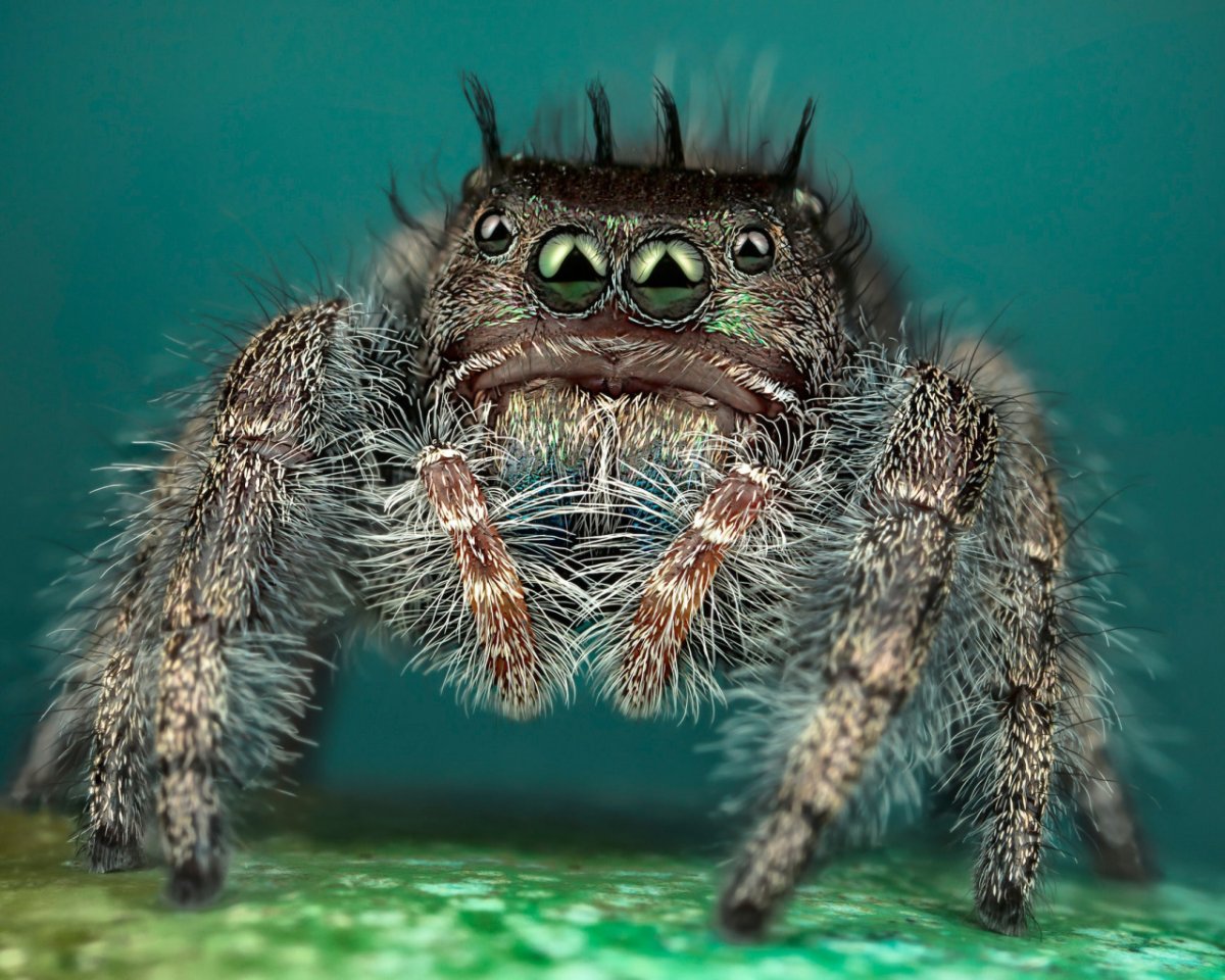 Паук изумрудный прыгун