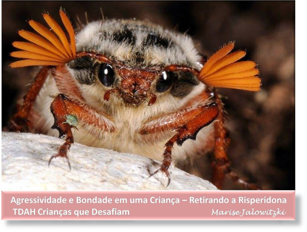 Майский Жук с ресничками