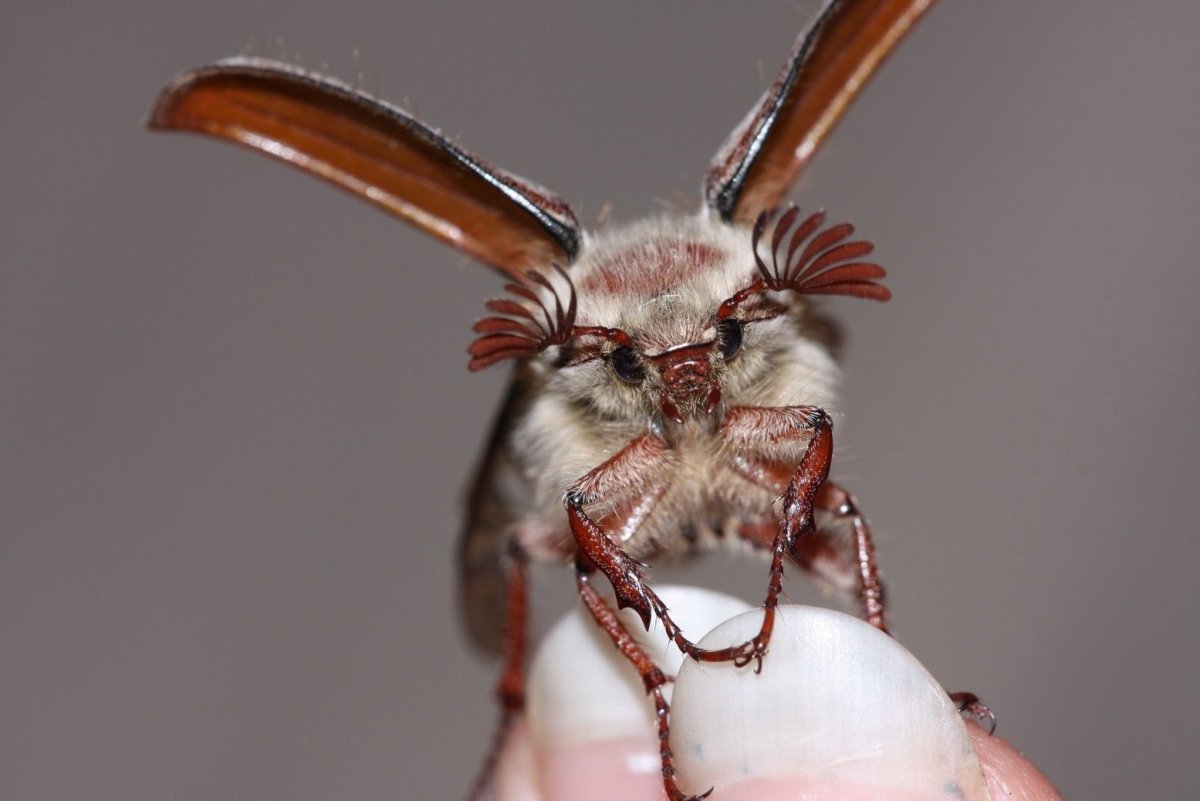 Брови майского жука