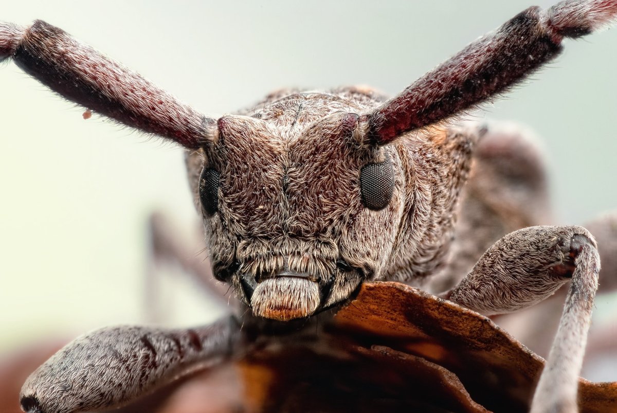 Насекомые монстры Макросъемка