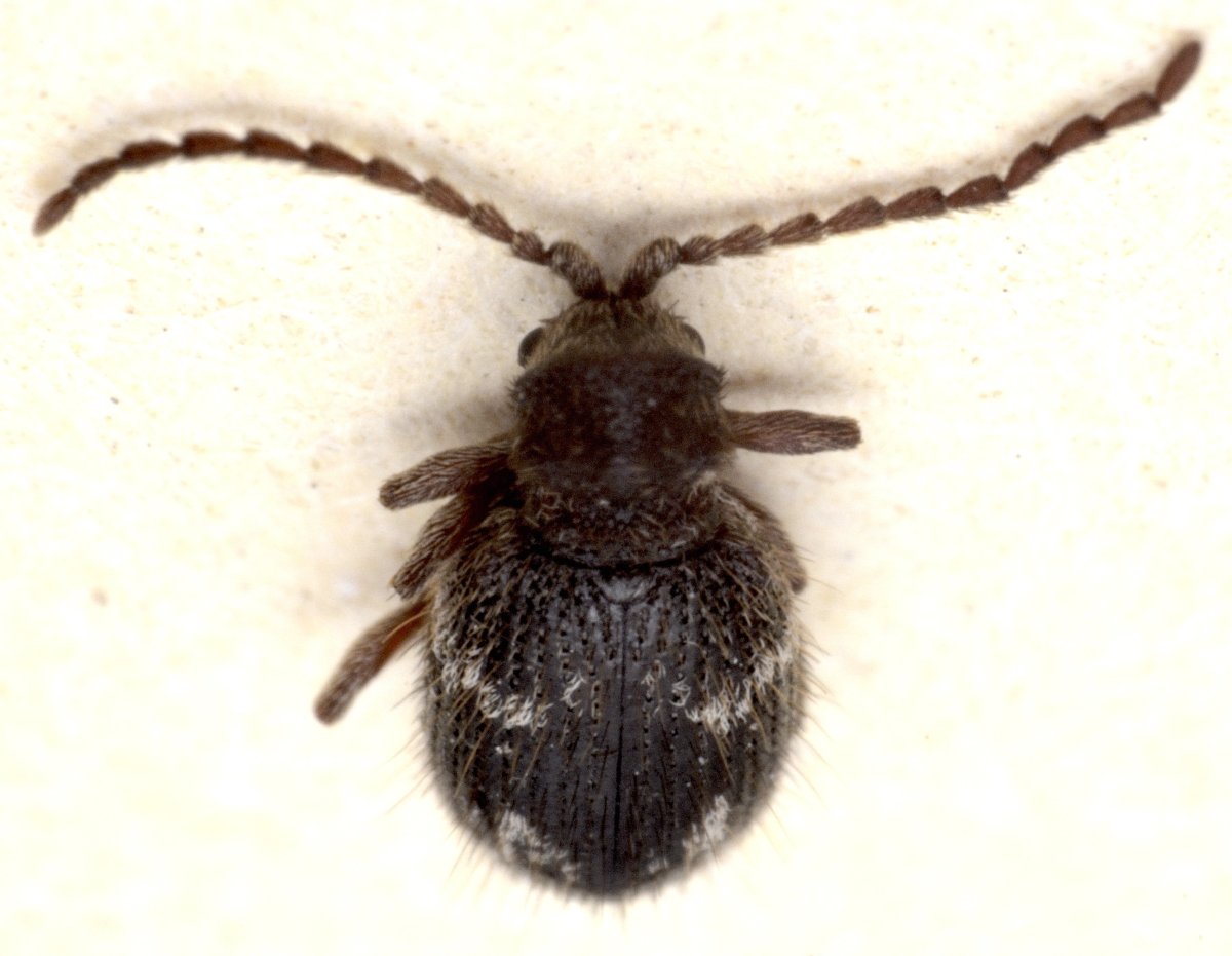 Притворяшка вор Жук