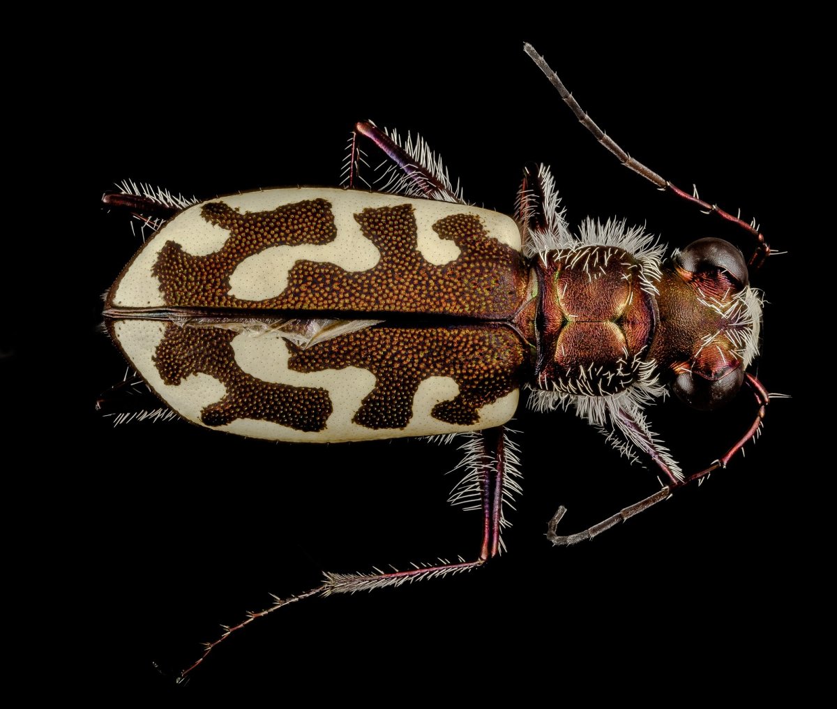 Австралийский тигровый Жук