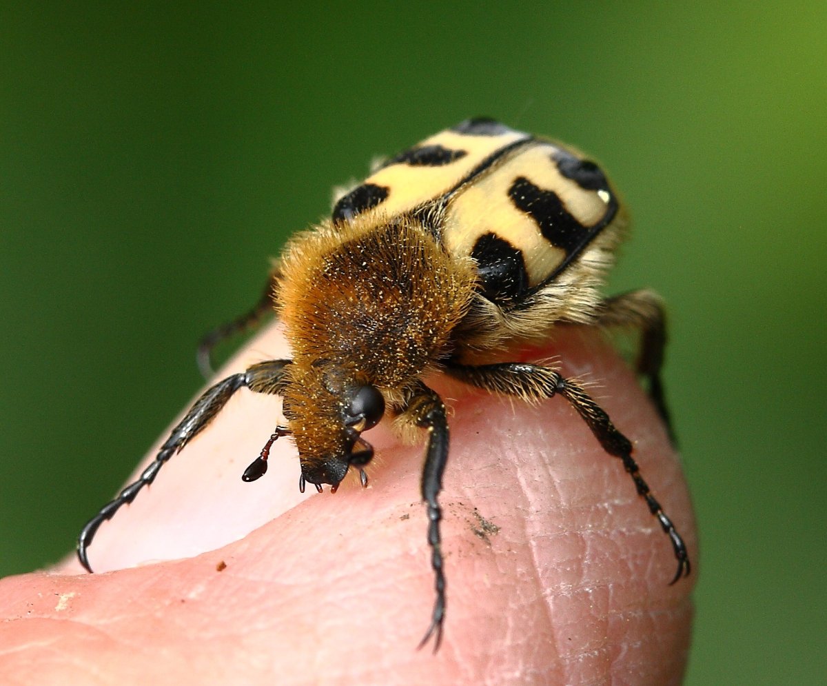 Жук восковик полосатый
