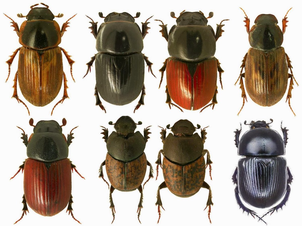 Британский Жук