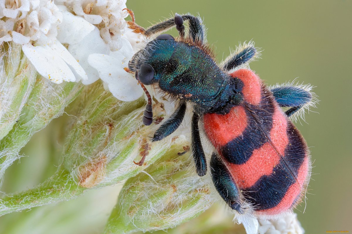 Жук клоп мохнатый