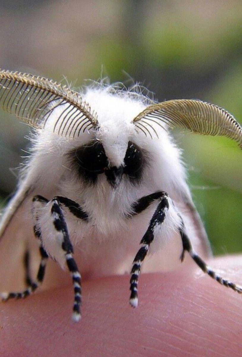 Винусуэльский пуделëвый матылëк