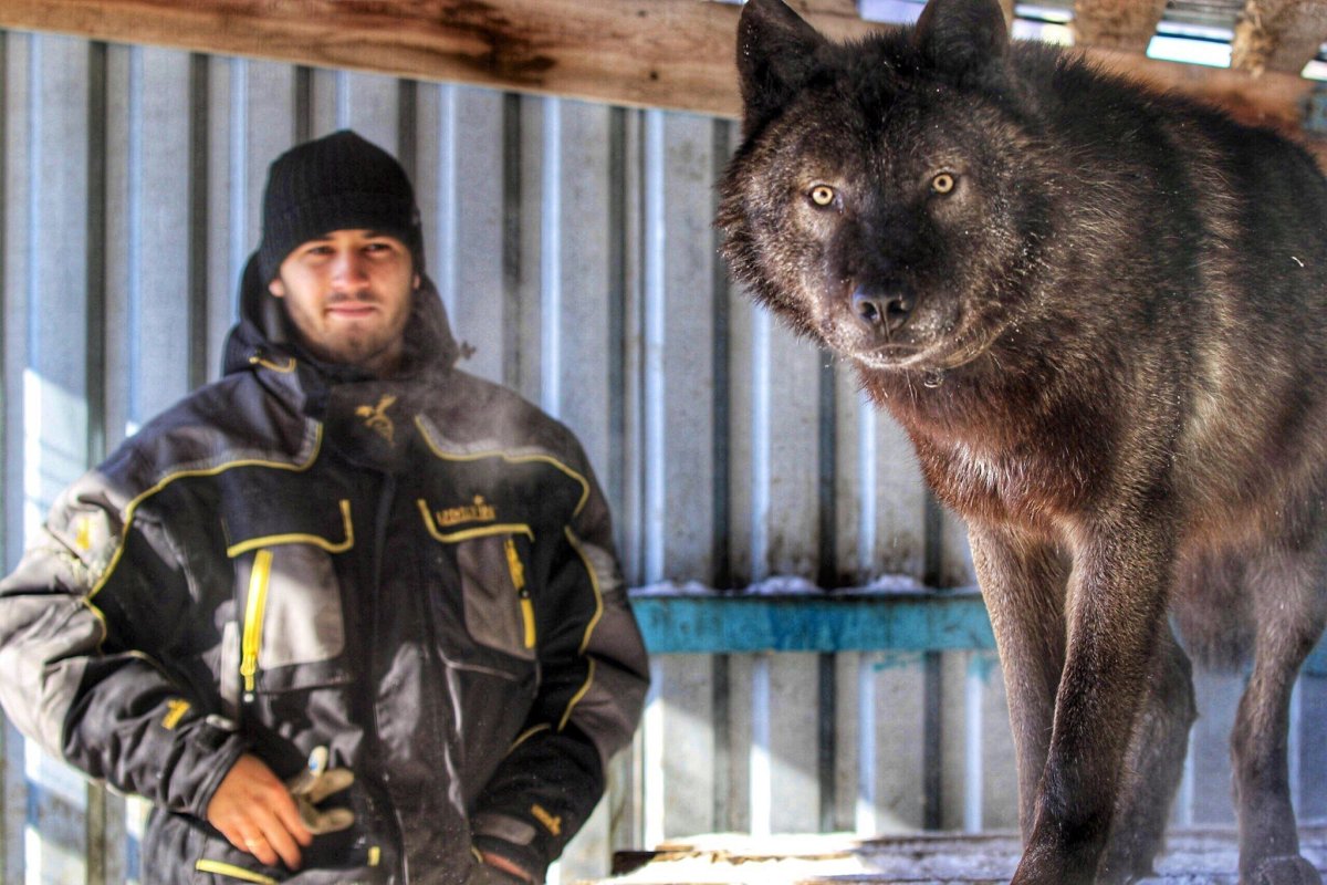 Андрей Мусиенко канадский волк