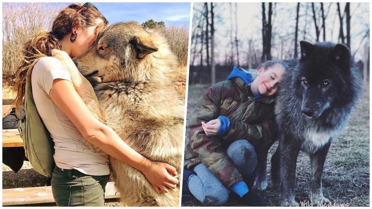 Волкособ с человеком