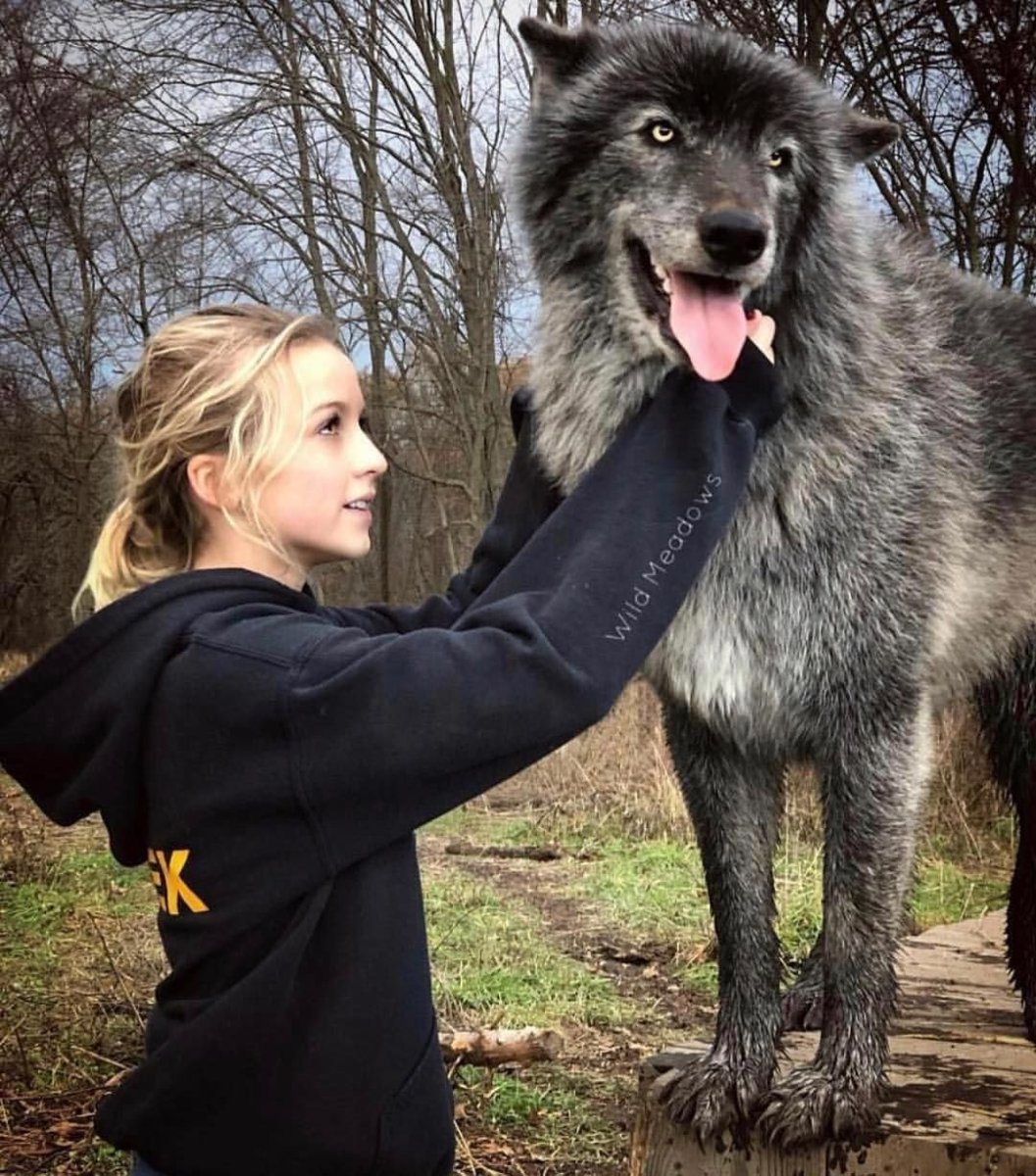 Помесь волка и собаки