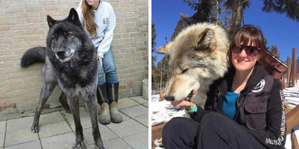 Волкособ гибрид волка