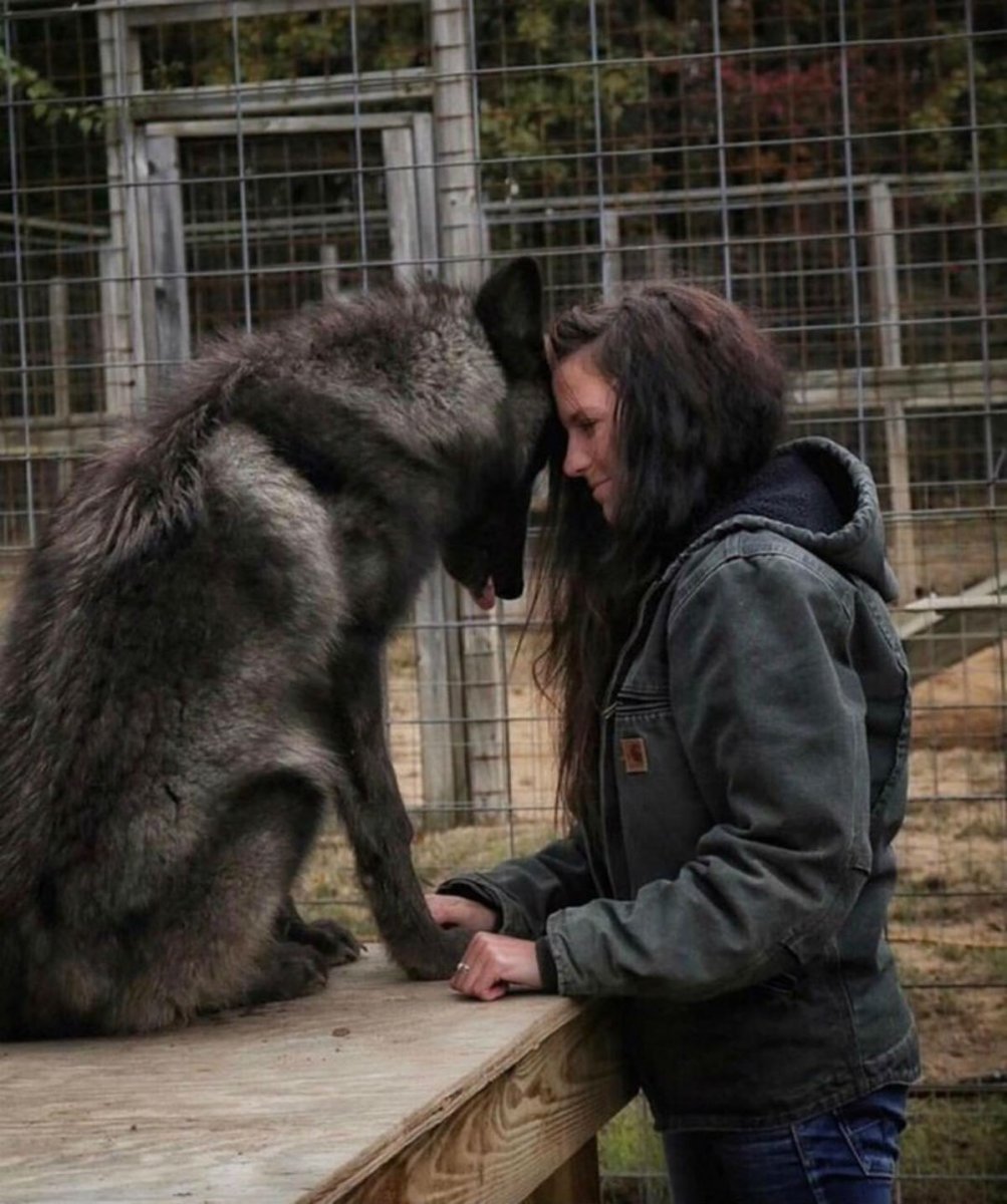 Волкособ гибрид волка большой