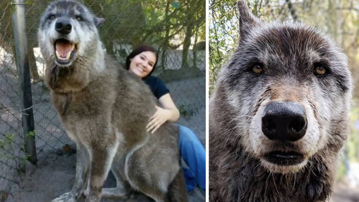 Самая первая собака в мире после волка