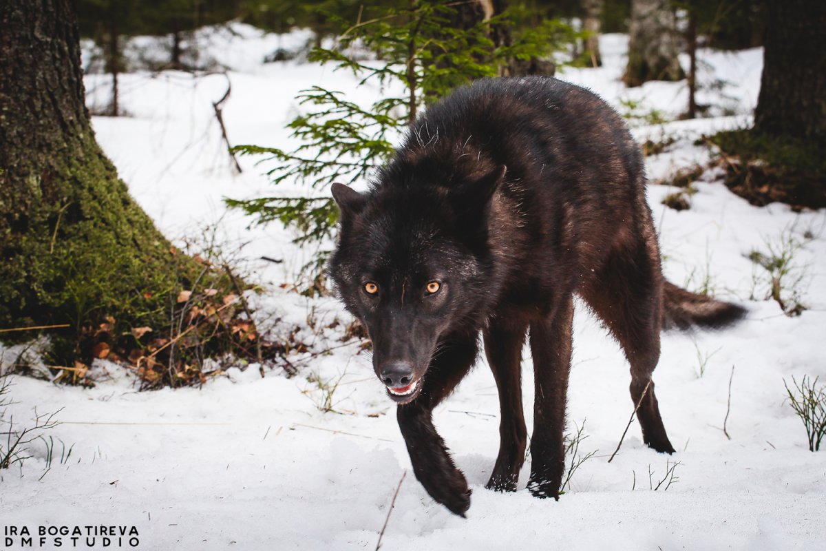 Порода вольфхунд