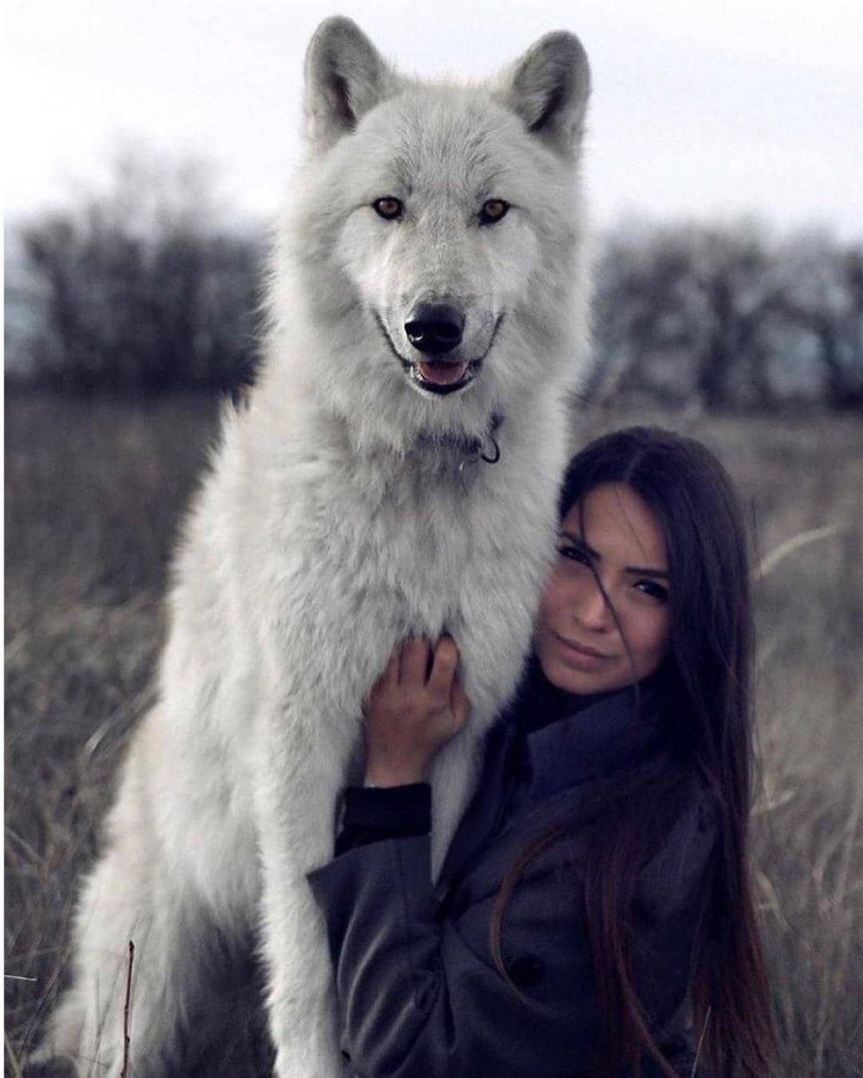 Волкособы белые