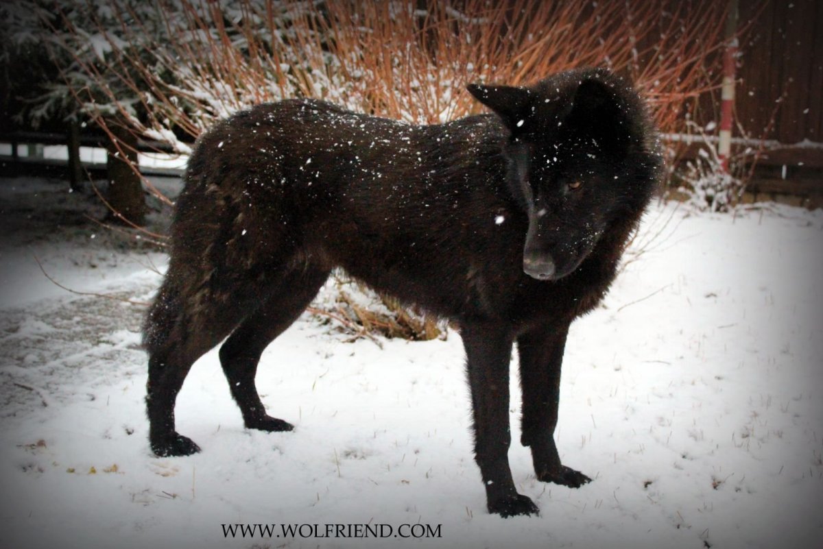 Собака волкособ черный