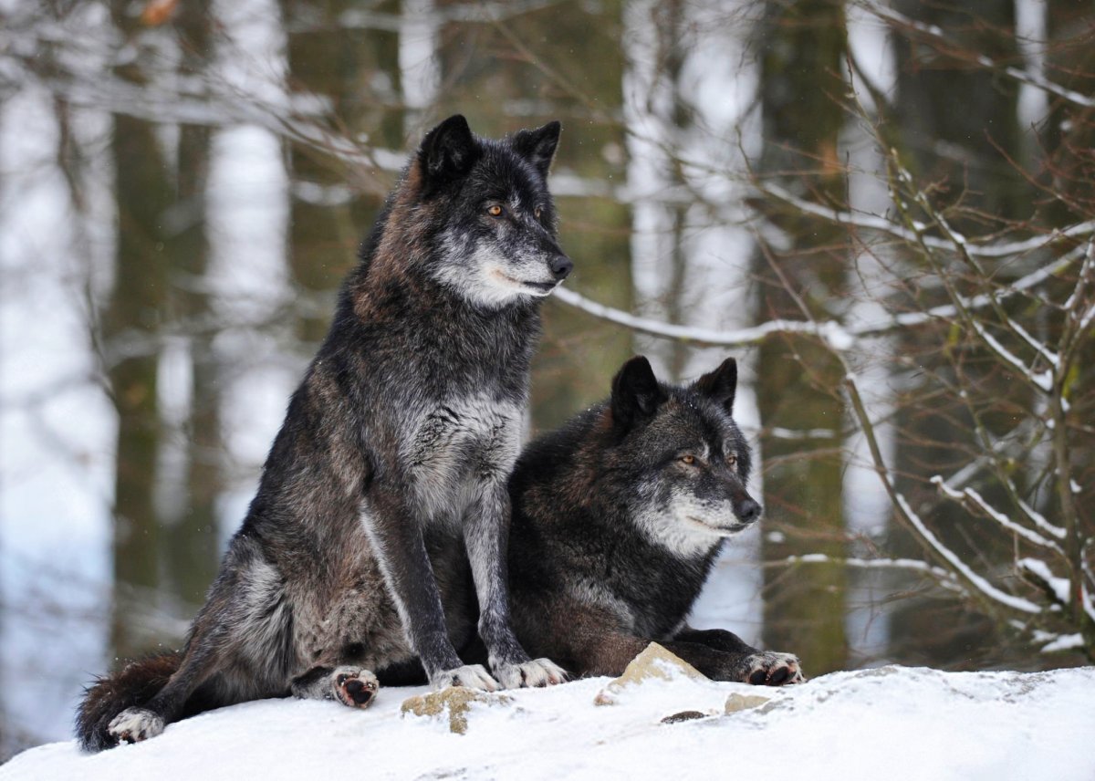 Волк Долины Маккензи черный