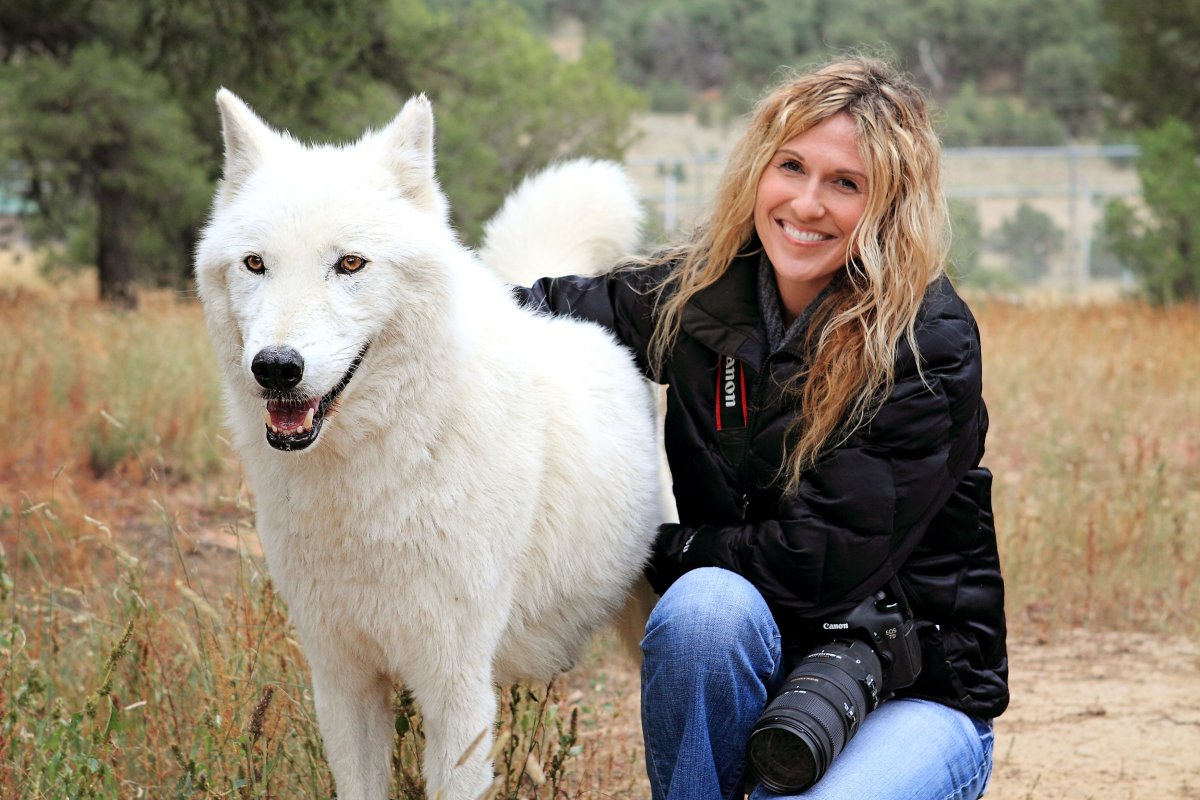 Порода собак волкособ гибрид волка