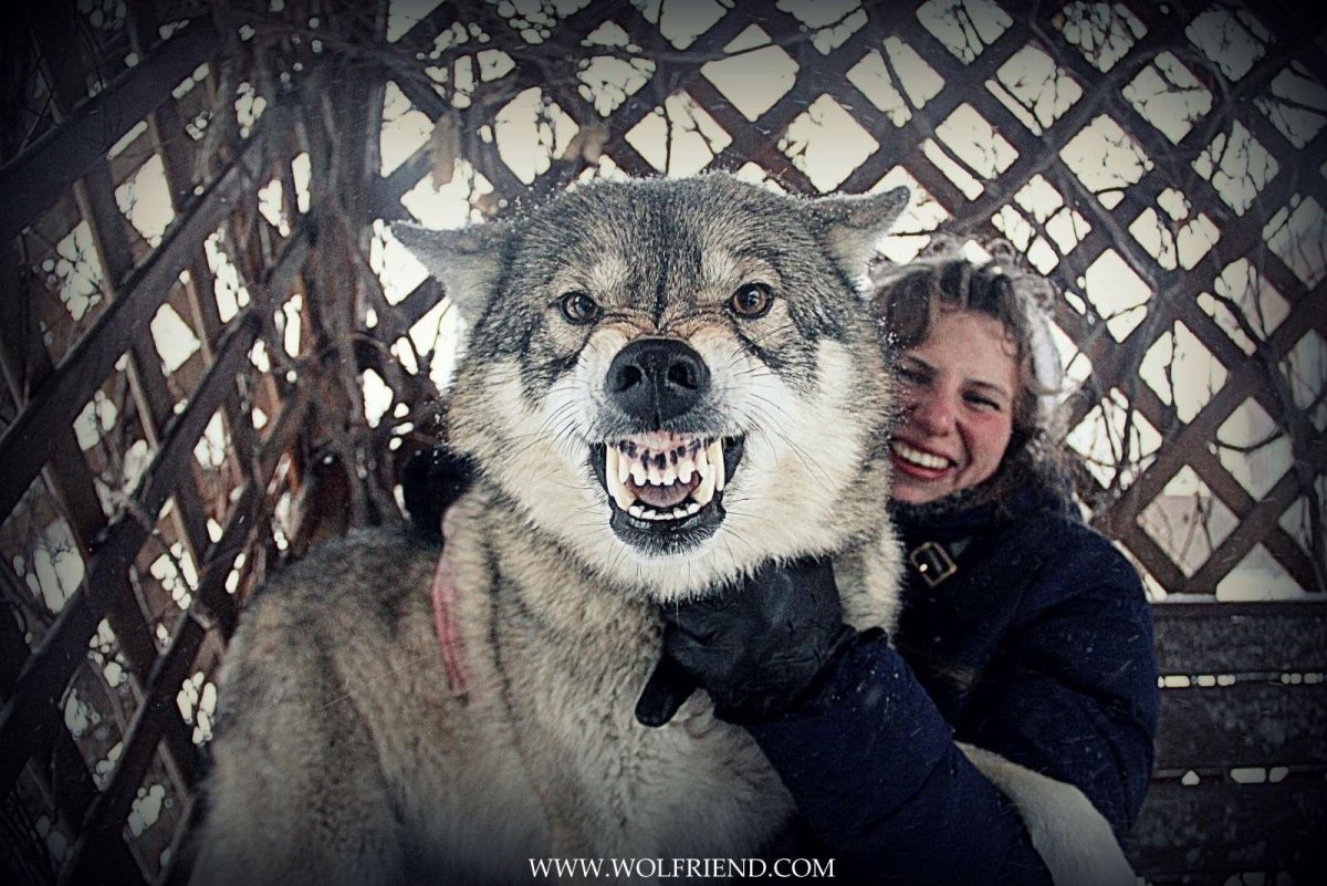 Волкособ гибрид волка и собаки