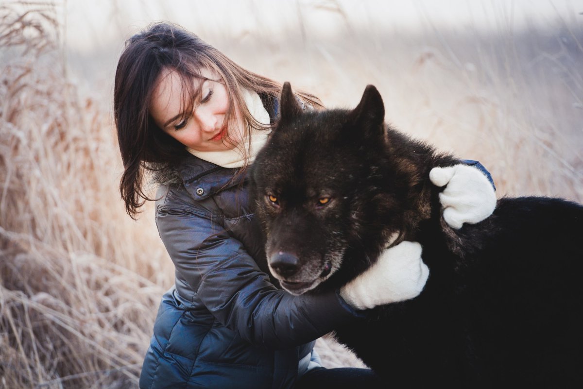 Порода собак вольфхунд