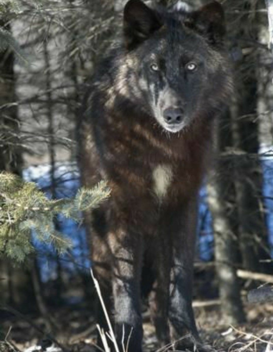 Самый большой канадский волк