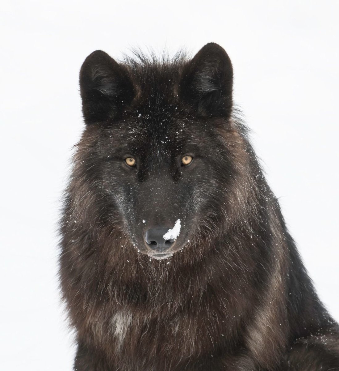 Черный волк вожак