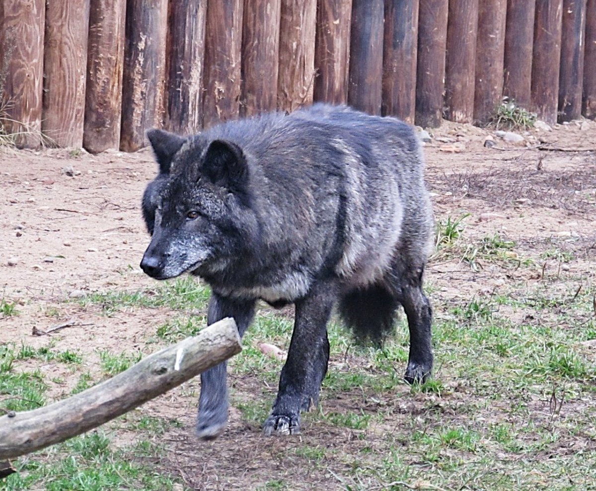 Самый большой канадский волк
