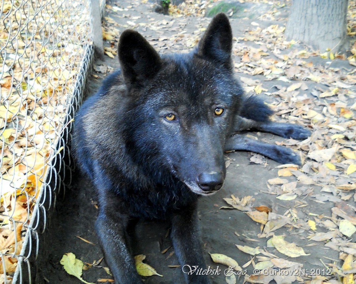 Canis Lupus pambasileus