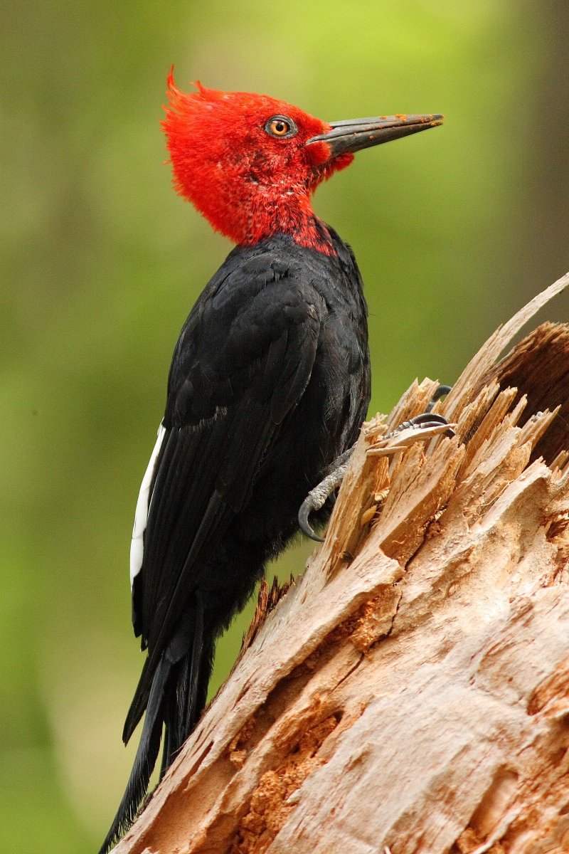 Магелланов Королевский дятел