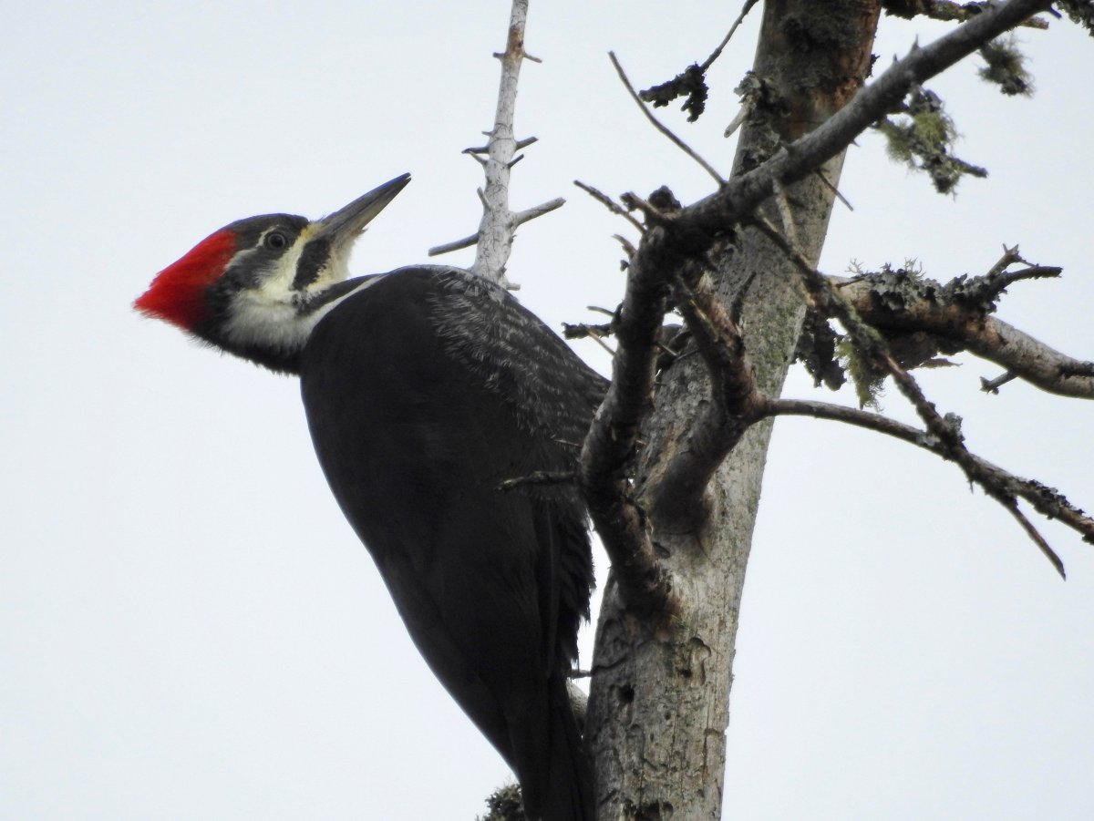 Императорский дятел (Campephilus Imperialis)
