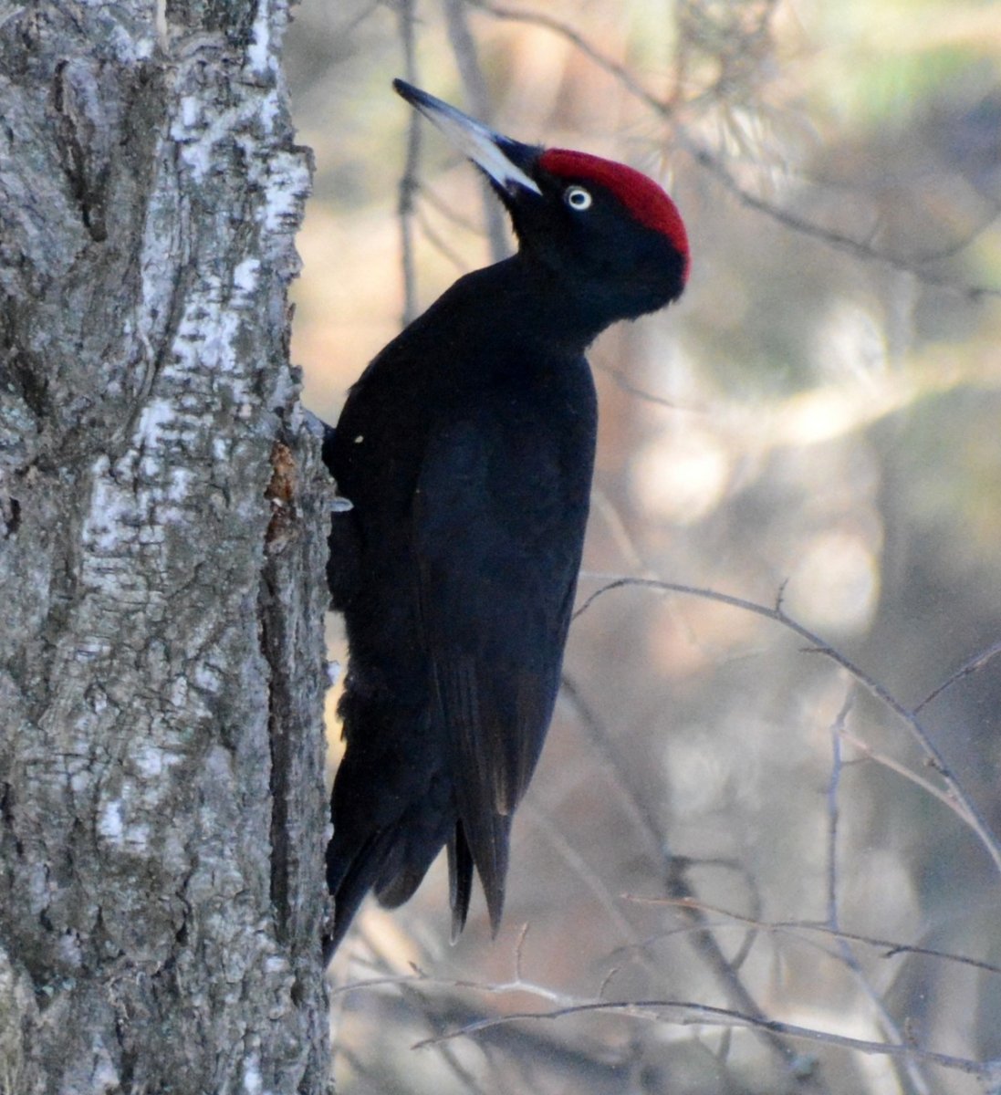 Желна Dryocopus Martius