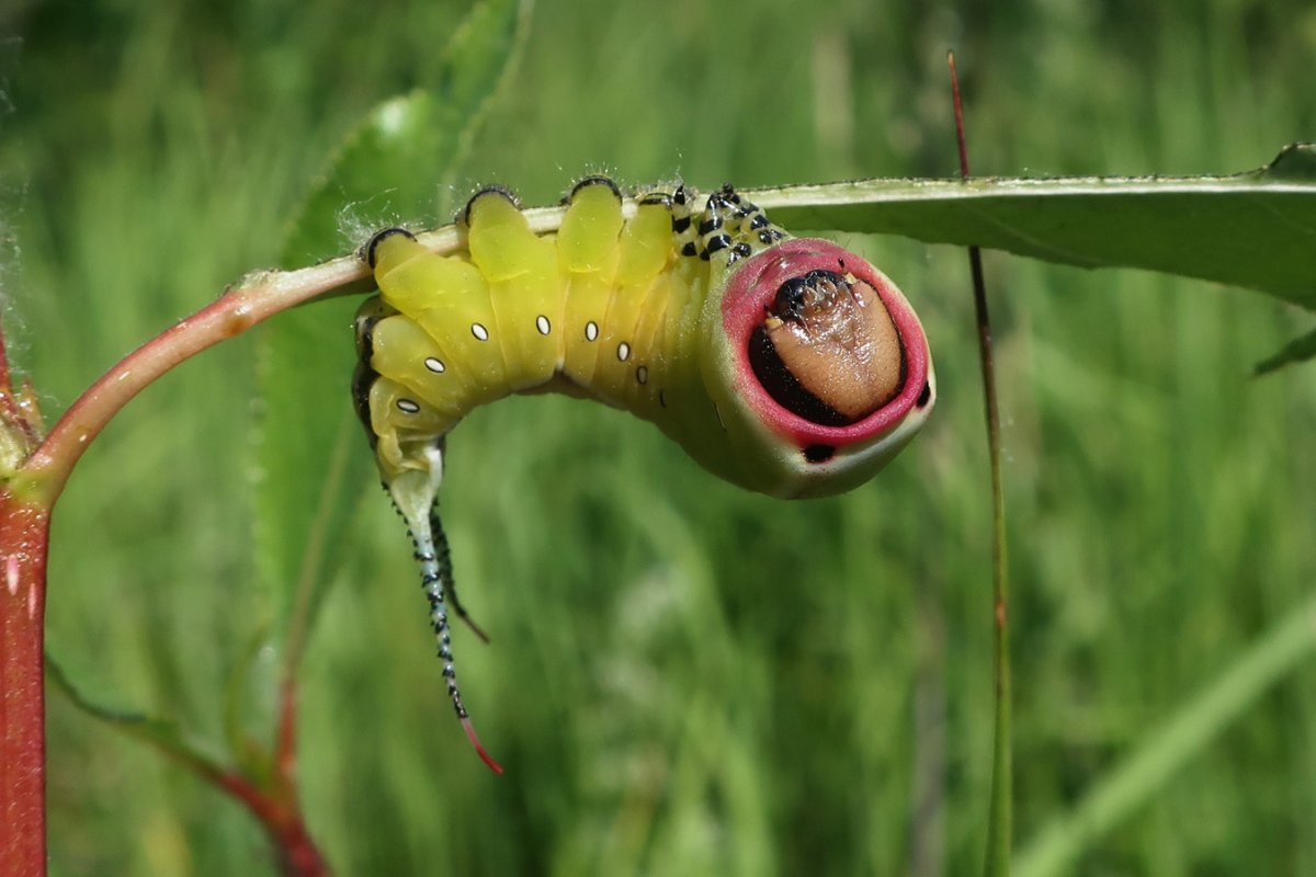 Стеклянница Тополевая гусеница