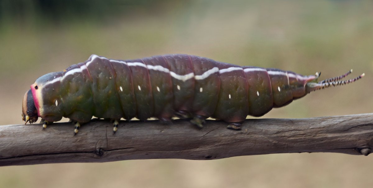 Endromis versicolora гусеница