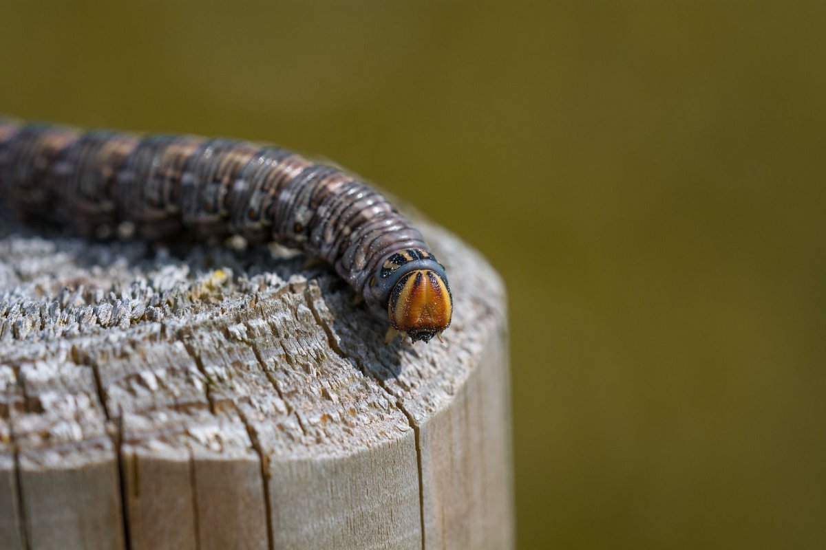 Sphinx pinastri гусеница