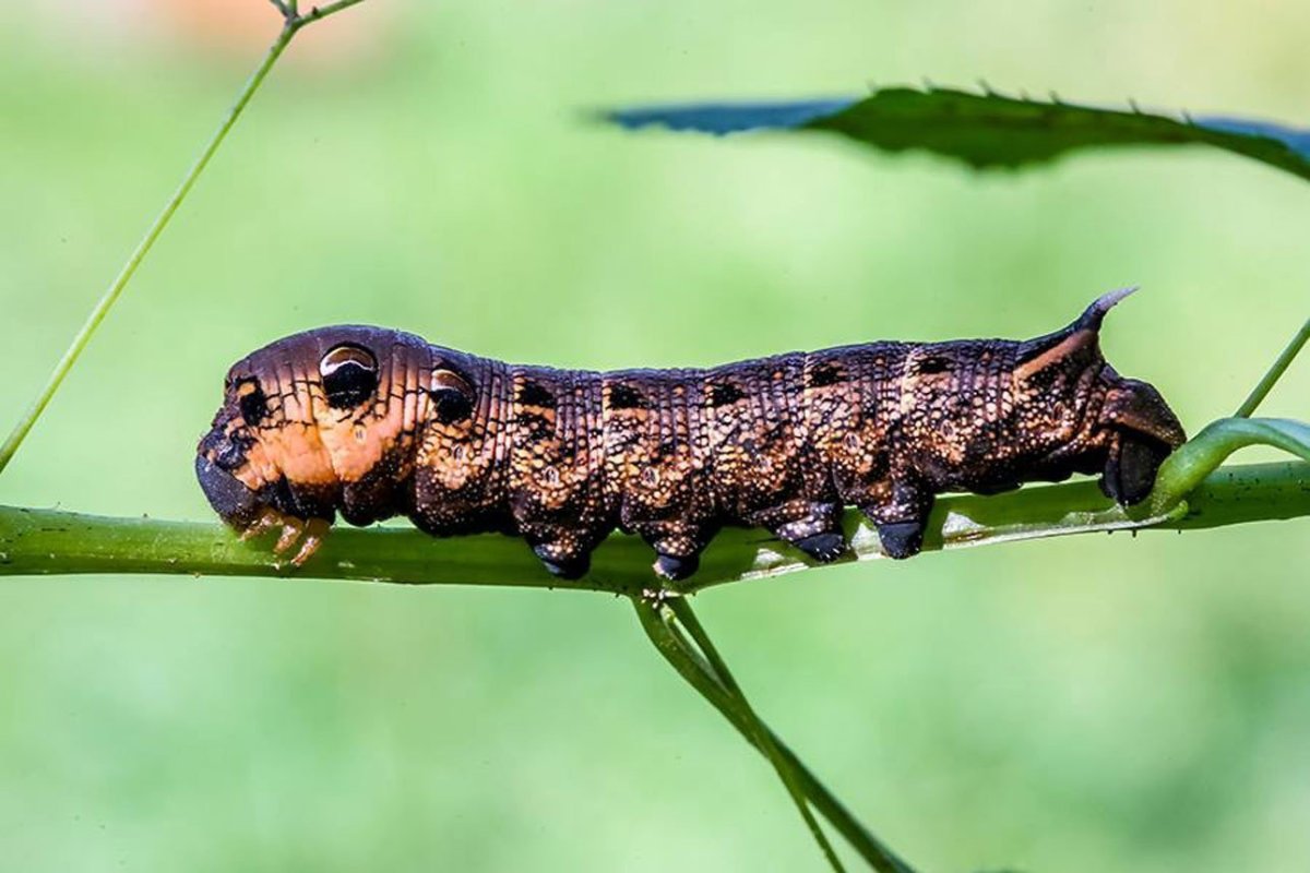 Большая гусеница с шипом на хвосте