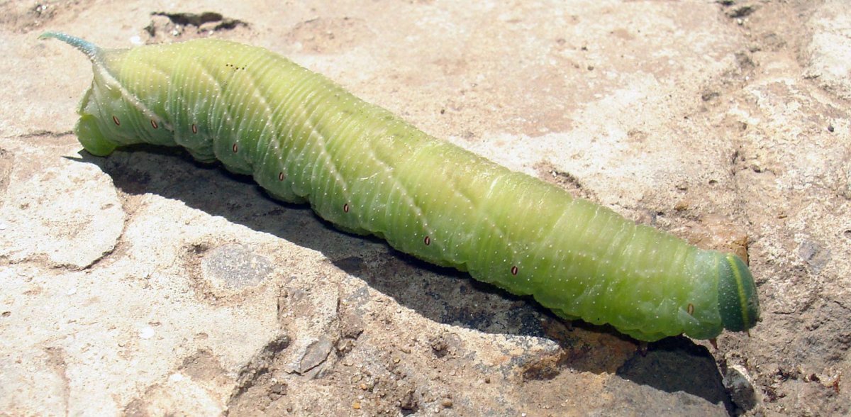 Зелёная гусеница с рогом