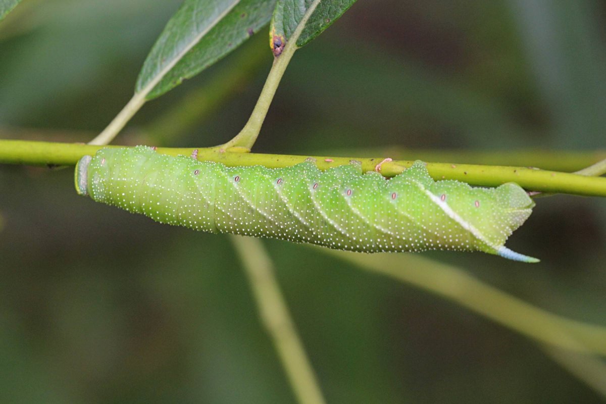 Бражник липовый гусеница