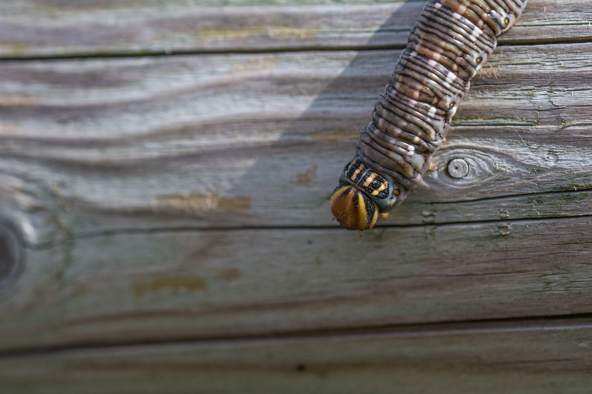 Sphinx pinastri гусеница