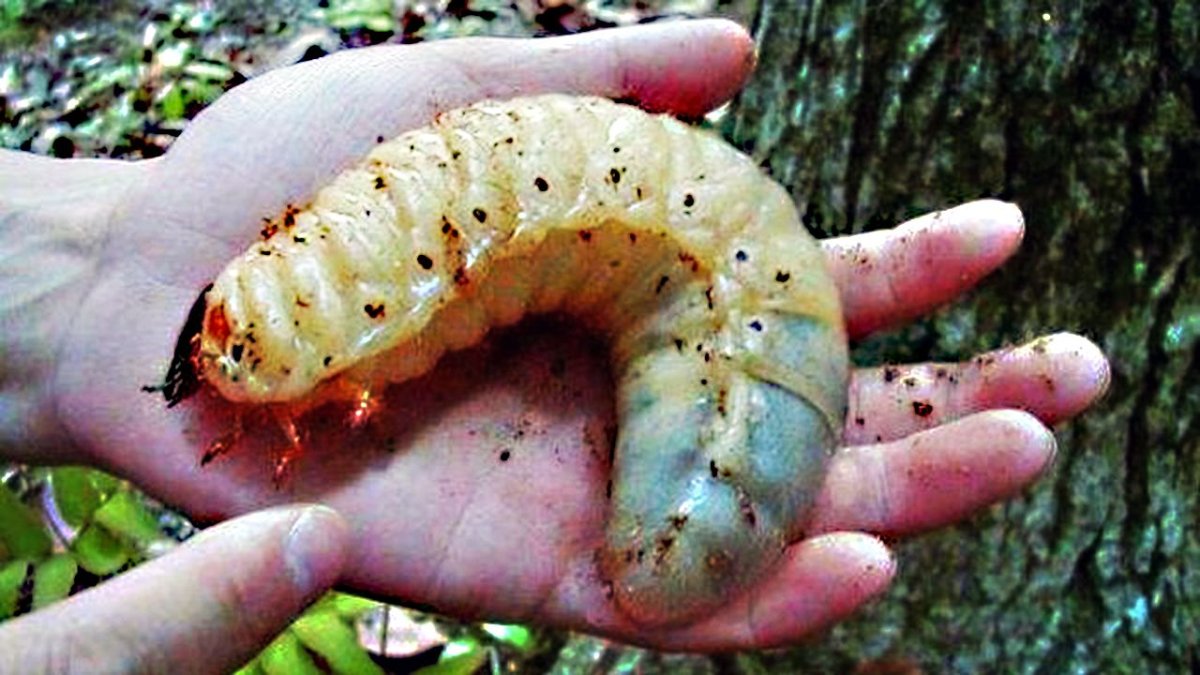 Жук дровосек Титан личинка