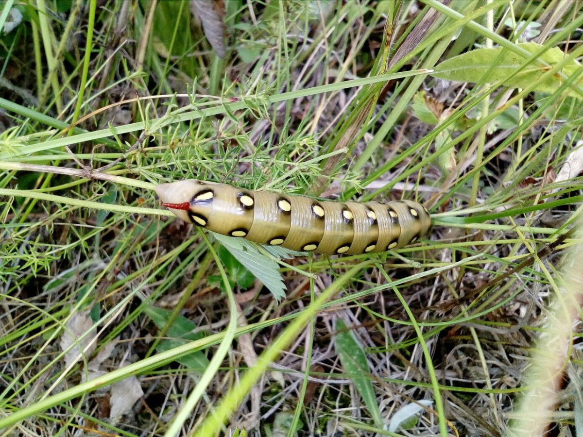Болотные гусеницы