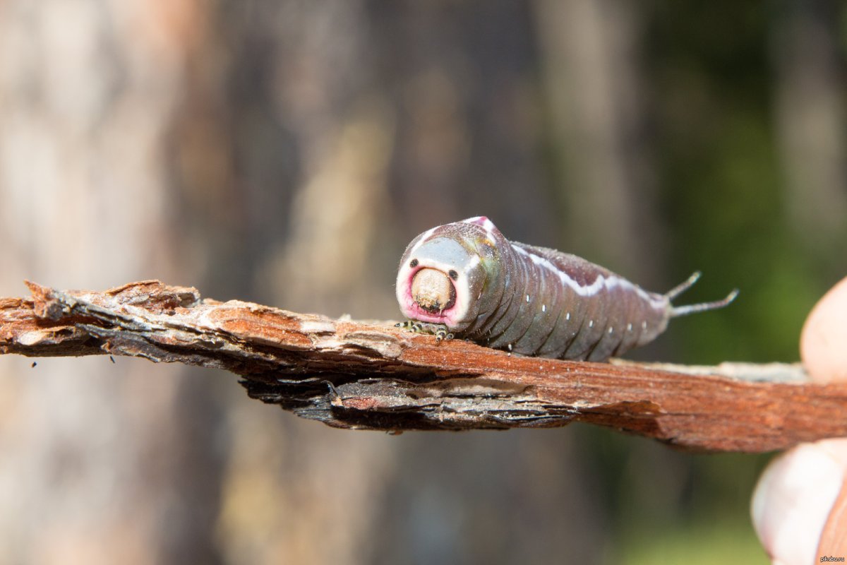 Гусеница с человеческим лицом