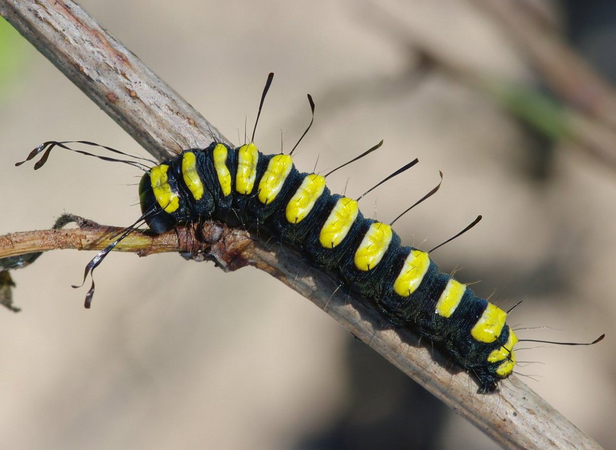 Стрельчатка Кленовая гусеница