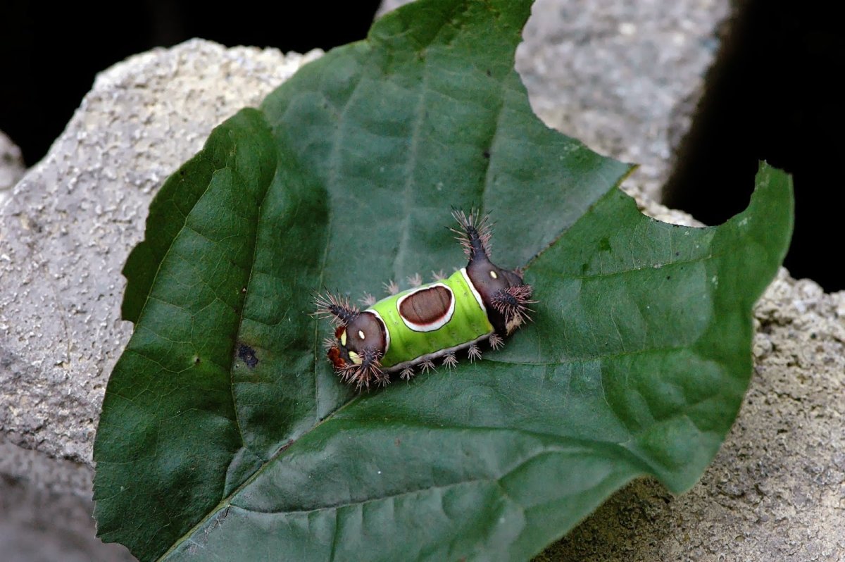 Зеленая гусеница жалит