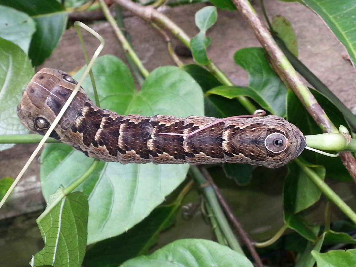 Гусеница бабочек рода Hemeroplanes